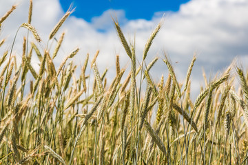 A wheat field, fresh crop of wheat