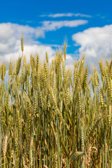 A wheat field, fresh crop of wheat