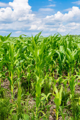 Green corn field