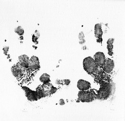 koala © markrhiggins