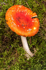 Fly agaric toadstool in moss