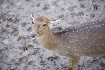 Cheetal or Spotted deer or Axis deer. © isuaneye