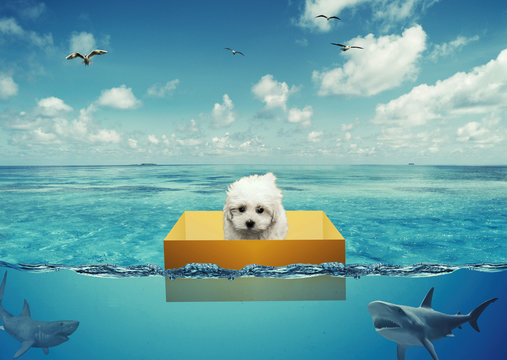 Perigo em Alto Mar