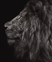 Crédence de cuisine en verre imprimé Lion lion portrait