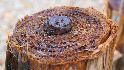 banana tree then after cut in japanese garden