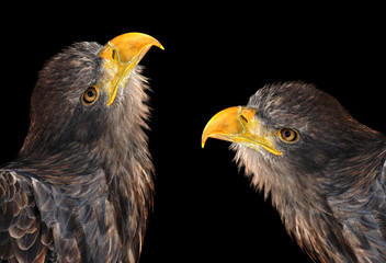 Sea eagles isolated on black background