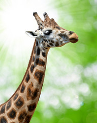 Portrait of a giraffe on green natural background