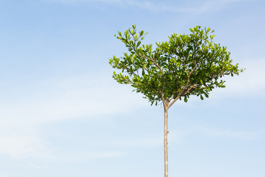 Black Afara Tree with sky