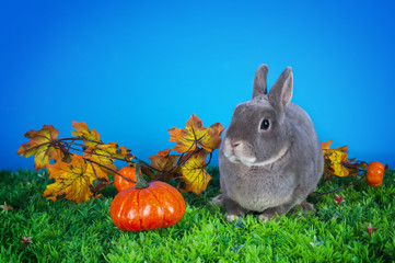 home bunny in autumn leaves