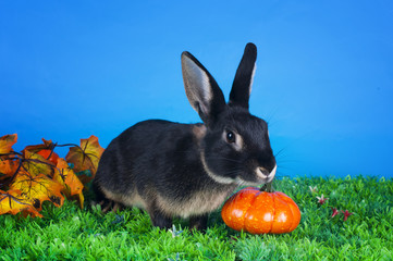home bunny in autumn leaves