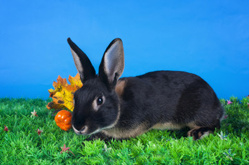 home bunny in autumn leaves