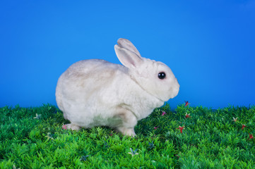 home bunny in autumn leaves