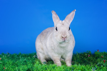 home bunny in autumn leaves