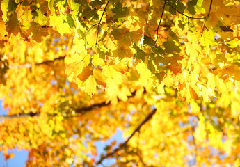 Autumn Maple Yellow Leaves. Outdoor. Fall Background