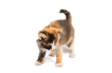 Obraz premium little kitten