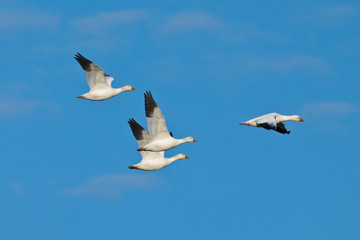 Flying Snow Geese