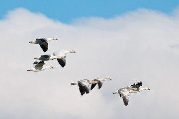 Flock of Snow Geese