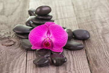 Fototapeta na wymiar Fuchsia Moth orchid and black stones on weathered deck