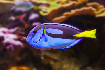 Fototapeta premium Fishes and corals reef