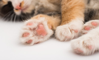 paw kitten