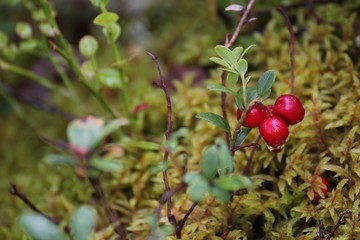 European blueberry (Vaccinium myrtillus) in Sweden
