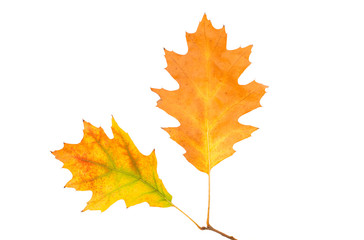 Naklejka na ściany i meble Autumn leaves decorative