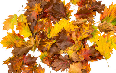 Autumn leaves decorative