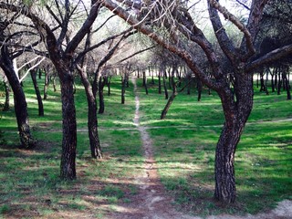 Path trough the woods in autumn