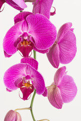 Fototapeta na wymiar Purple and White Moth Orchids