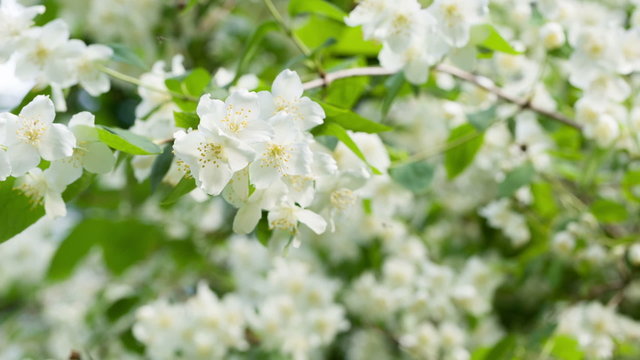 beautiful jasmine white flowers