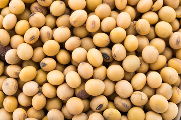 Soybean isolated on white background