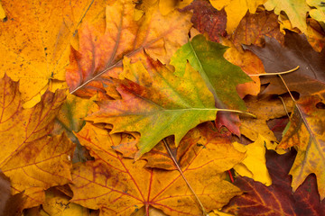 background of autumn leaves