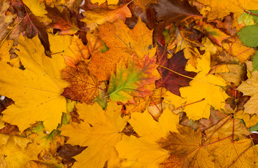 background of autumn leaves