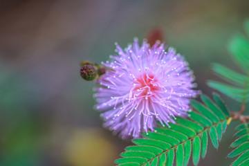 beautiful wild flower in forest