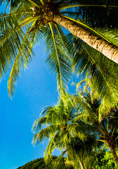 Fototapeta premium Relaxation In Peace Exotic Paradise