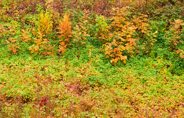 Autumn grass and leaves after rain as background