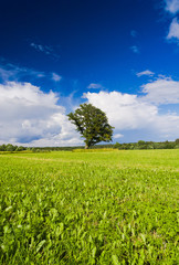 Vibrant Summer Nobody Outside