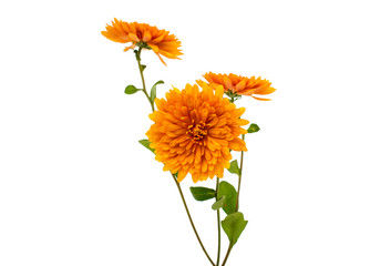 orange chrysanthemum isolated - obrazy, fototapety, plakaty
