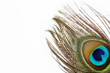 Naklejka premium Vibrant peacock feather against white background