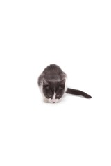 Obraz premium Cute kitten standing and looking down