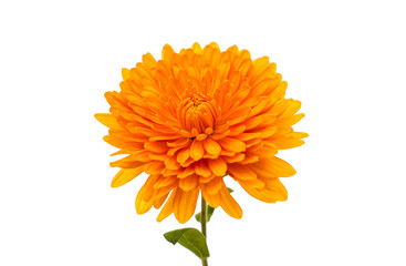 orange chrysanthemum isolated