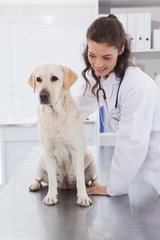Fototapeta na wymiar Smiling vet examining a dog