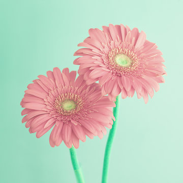 Fototapeta Two pink flowers