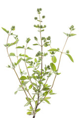 marjoram