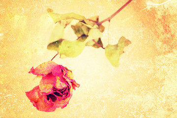 A whithered rose isolated on vintage grungy  background.