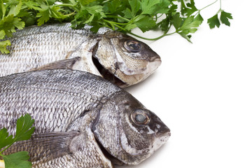 Isolated fresh bream
