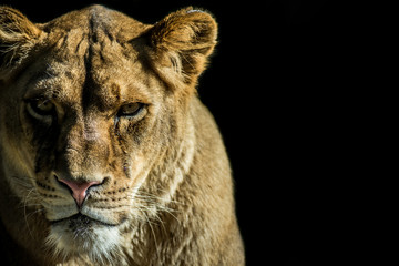 leonessa - animale selvaggio su sfondo nero con spazio testo