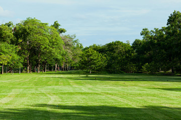 Green park in city