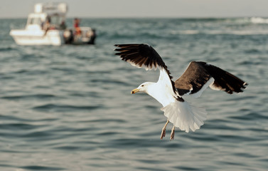 Flying Seagull