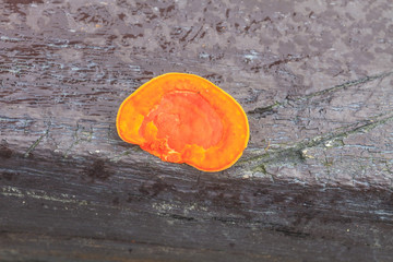 close up mushroom in deep forest